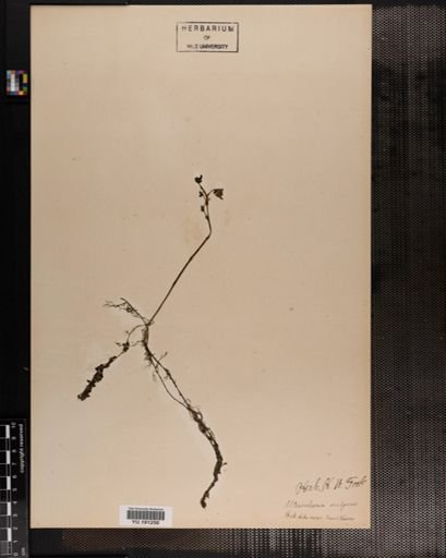 Plantae