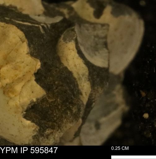 Protocardia sp.