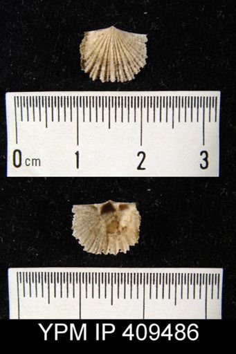 Glyptorthis?