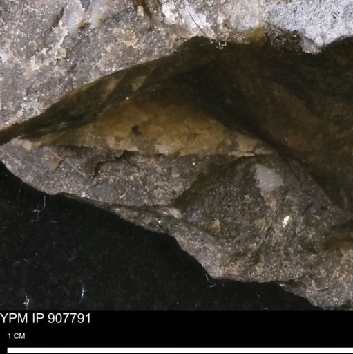 undet. Mollusca
