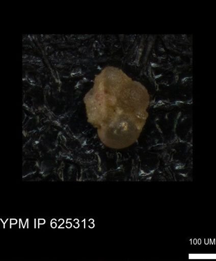 undet. Foraminiferida