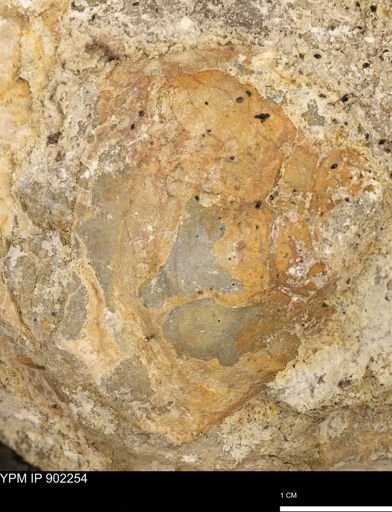 undet. Bivalvia