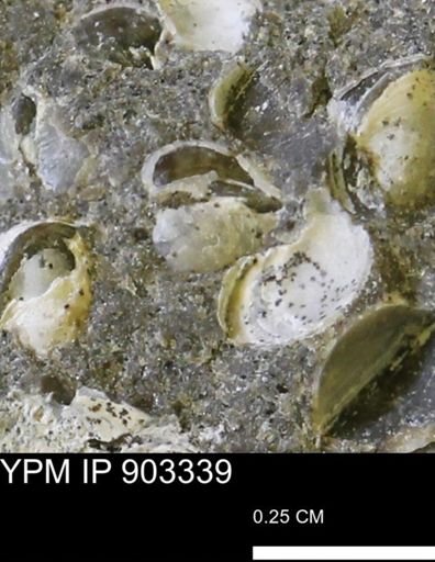 Corbulamella sp.