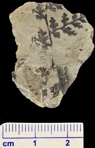 Sphenopteris sp.