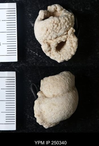 undet. Gastropoda