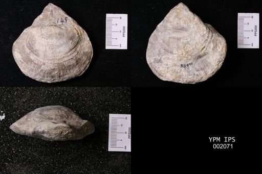 Derbya cymbula