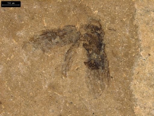 taxon undetermined