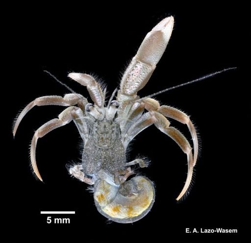 Pagurus longicarpus