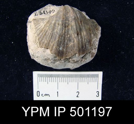 Spirifer sp.