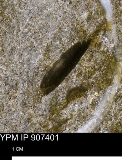 undet. Mollusca