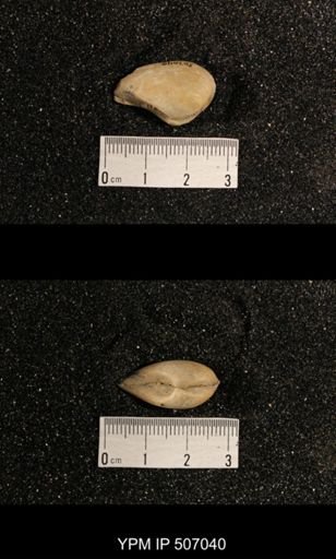 Phestia bellistriata