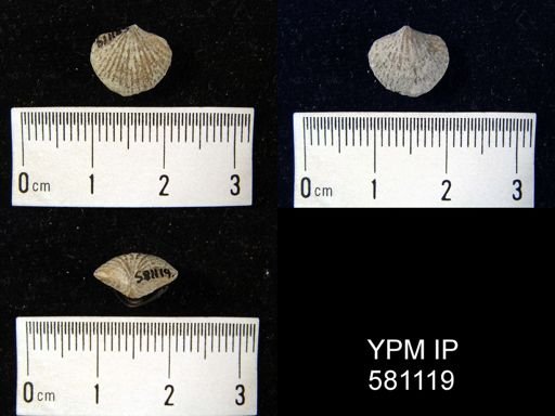 undet. Atrypidae