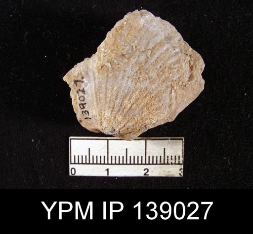 Spirifer sp.