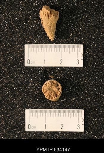 undet. Rugosa
