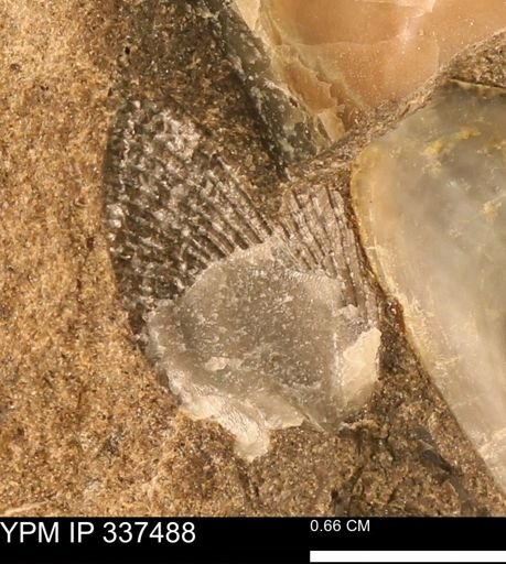 Mollusca