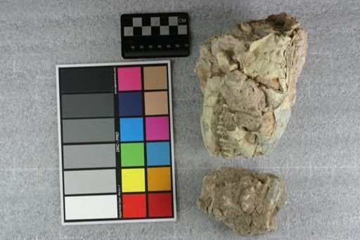 Eporeodon sp.