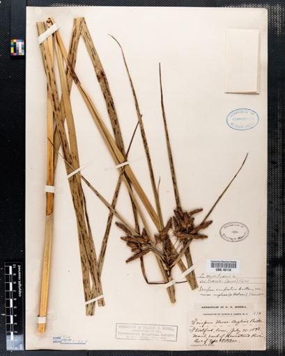 Scirpus maritimus
