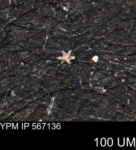 undet. Porifera