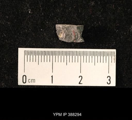 Ambocoelia planoconvexa