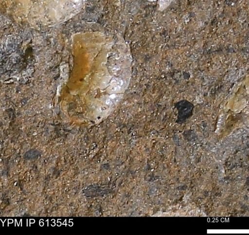 Scaphites sp.