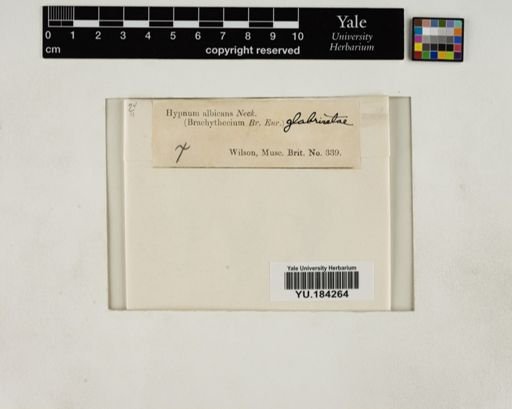 Plantae