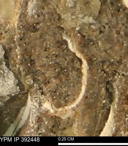 Protocardia subquadrata