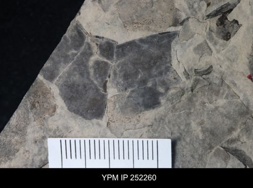undet. Eurypterida