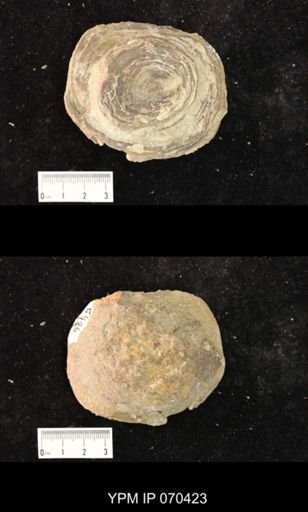 Heliolites nucella