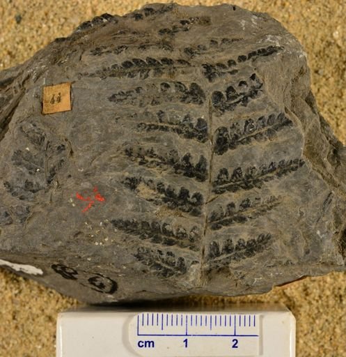 Pecopteris arpera
