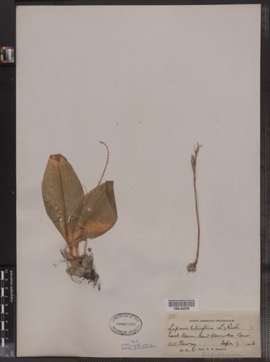 Liparis liliifolia