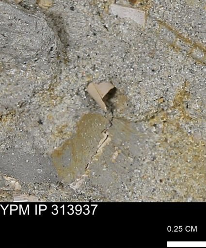 undet. Scaphopoda