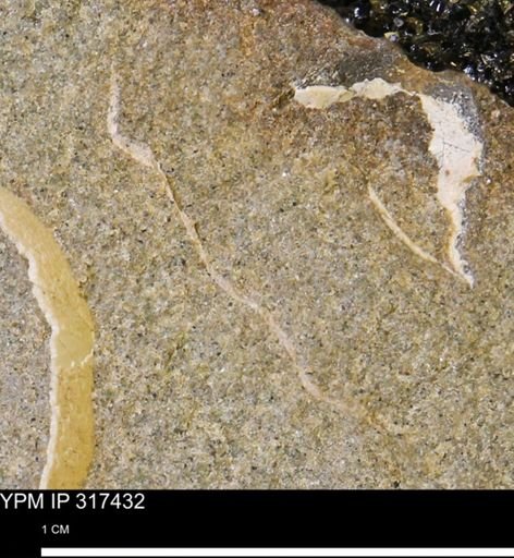 undet. Mollusca