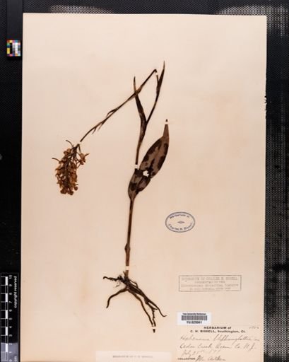 Habenaria