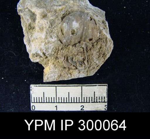 Marginifera sublaevis