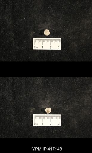 Euphemites carbonarius