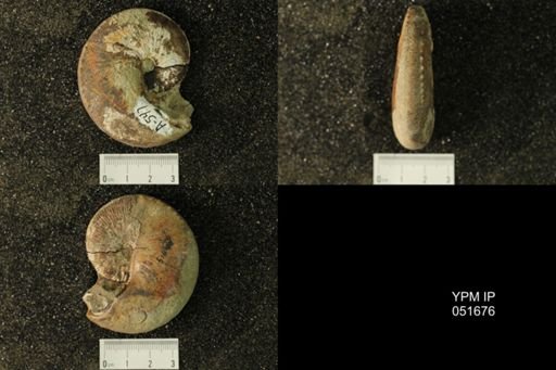 Hoploscaphites nicolletii
