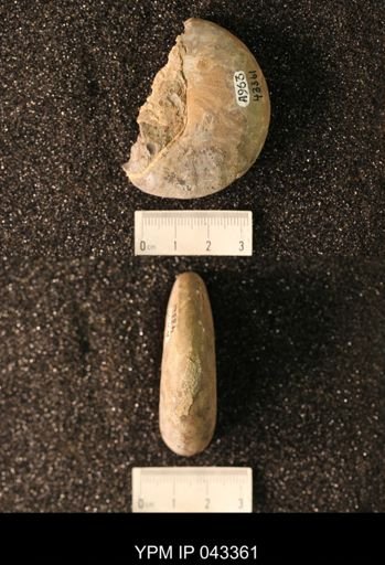 Hoploscaphites nicolletii