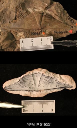 Cyrtospirifer chemungensis
