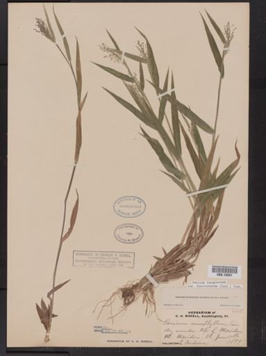 Panicum lanuginosum