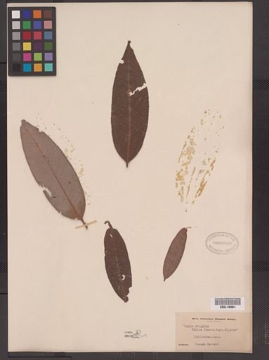 Salix fragilis