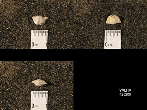Chonetina verneuiliana