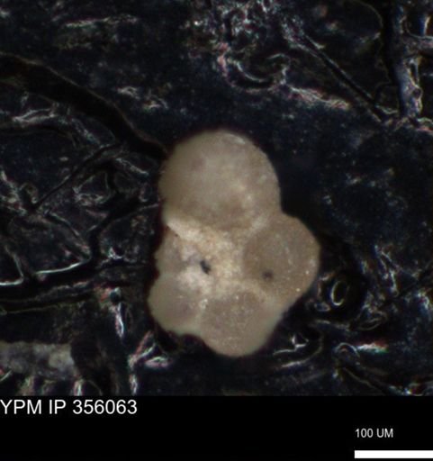 undet. Foraminiferida