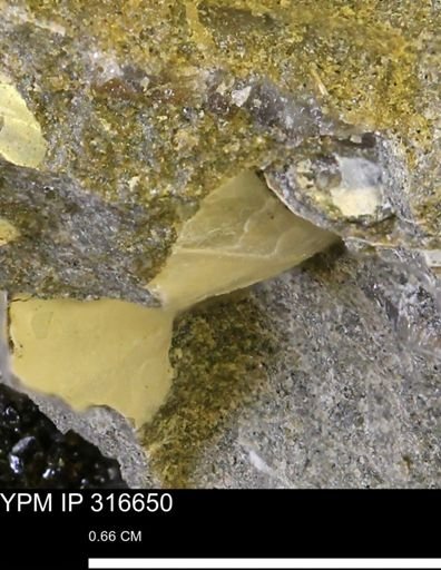 undet. Mollusca