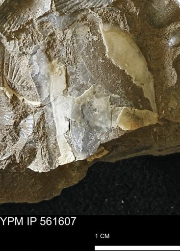 undet. Bakevelliidae