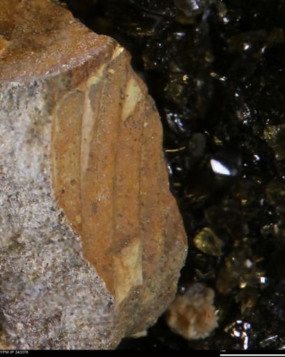 undet. Ammonoidea