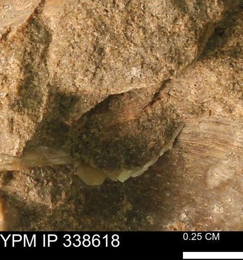 Protocardia subquadrata