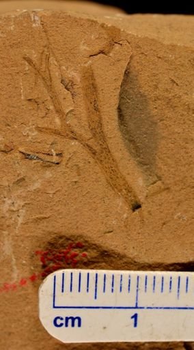 Hostinella sp.