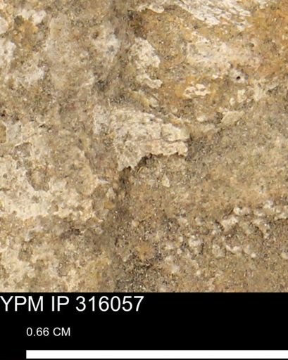 undet. Mollusca