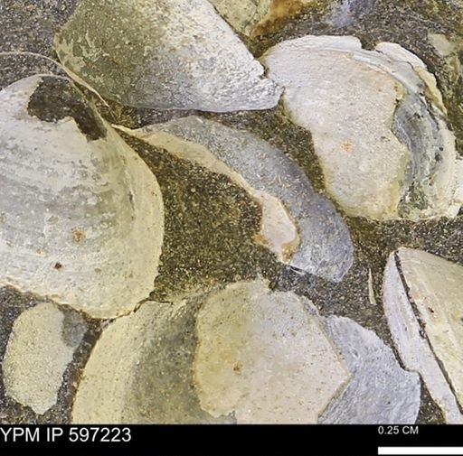 Limopsis striatopunctatus