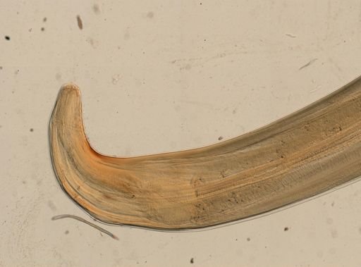 Dermatoxys veligera